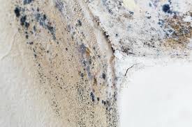 Best Commercial Mold Inspection  in Piermont, NY